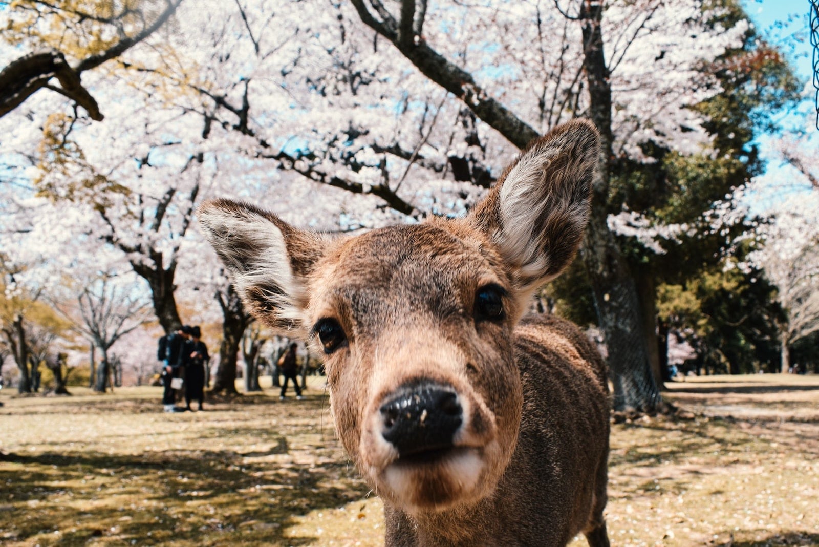 Templo Todai-ji visto desde el jardín